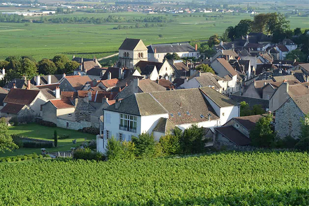 Domaine-Marquis-d%E2%80%99Angerville.jpg