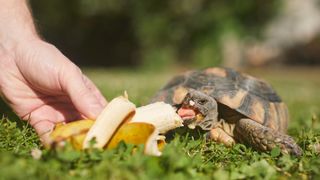 Tortoise eating banana