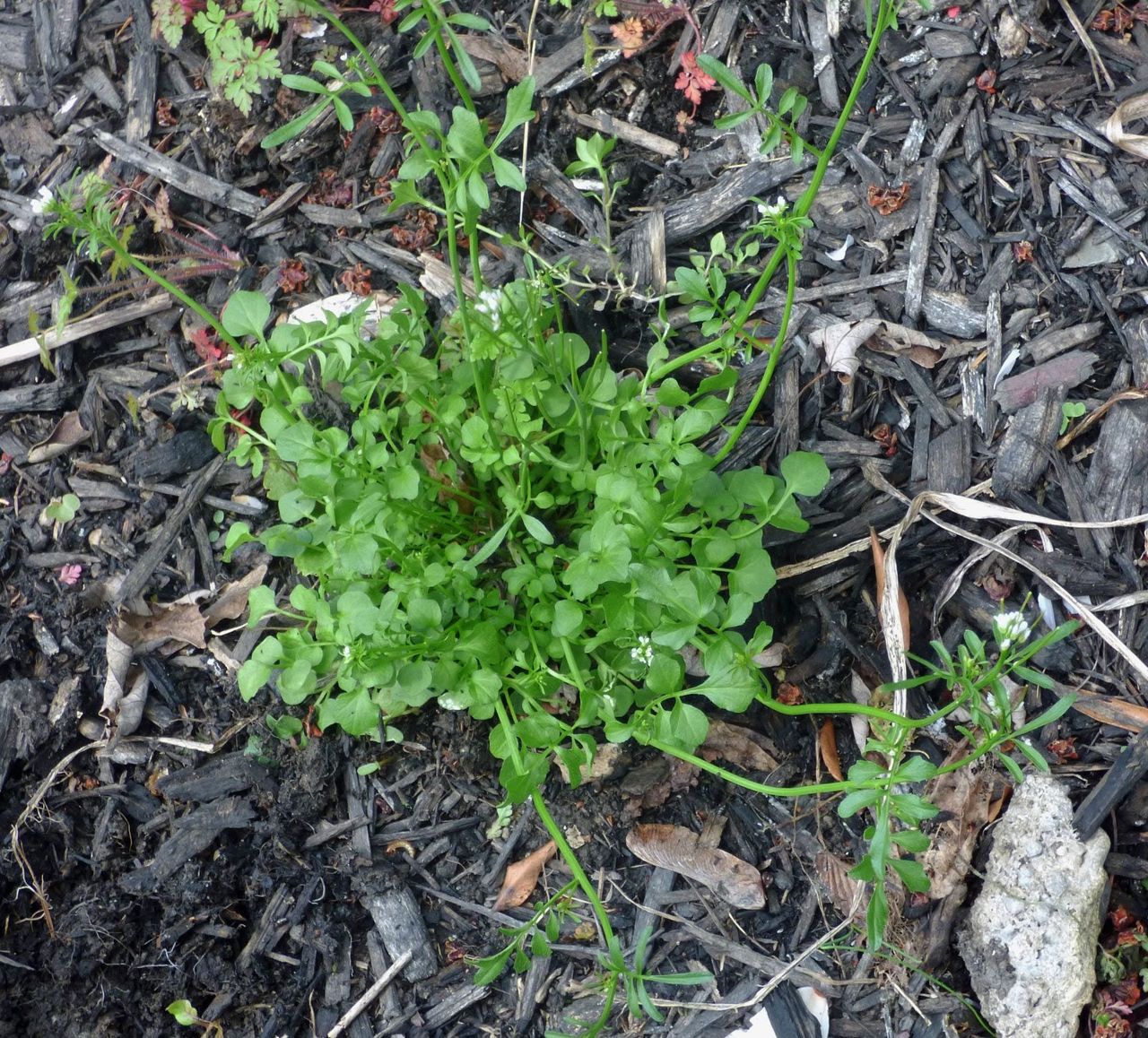 Patch Of Hairy Bittercress Weed