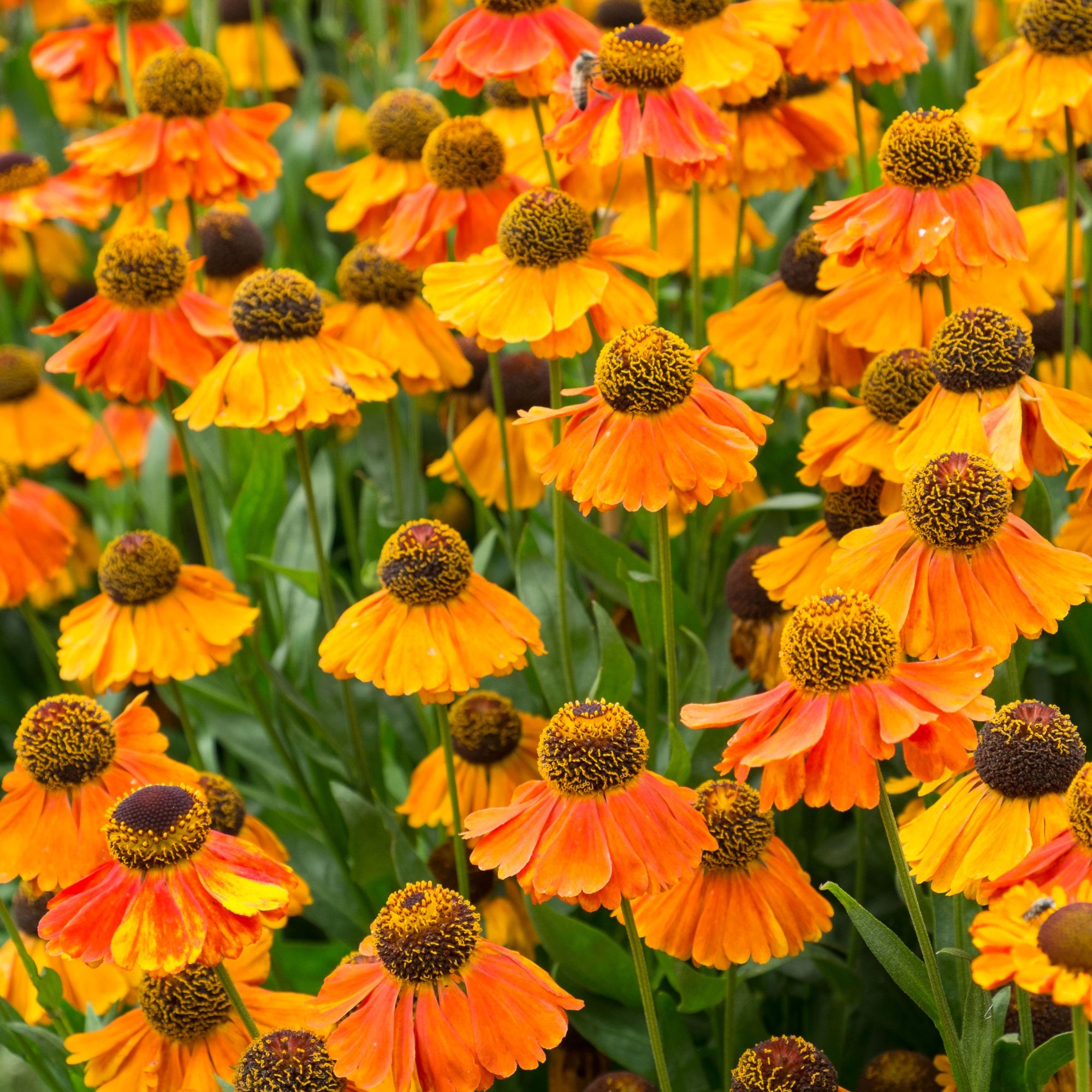 orange heleniums perennial plant
