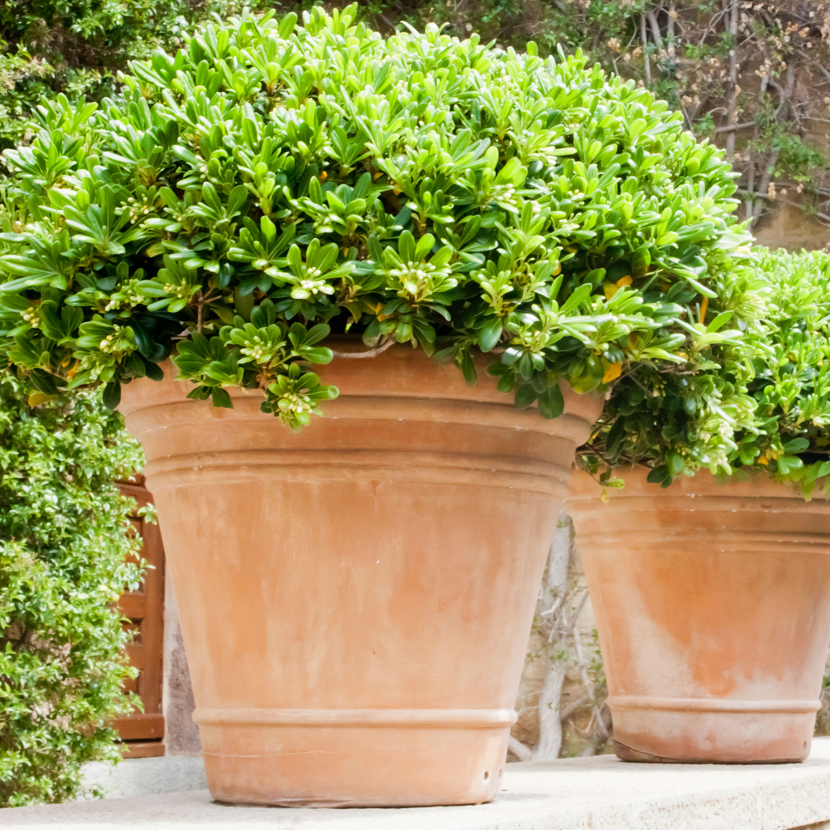 boxwood shrubs in large terracotta planters near side of house