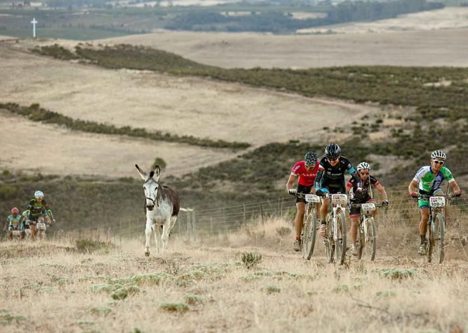 A donkey tries to keep up with the group