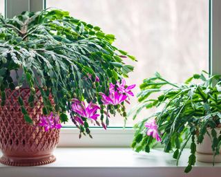 Thanksgiving cactus plants on windowsill