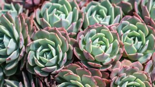 Echeveria