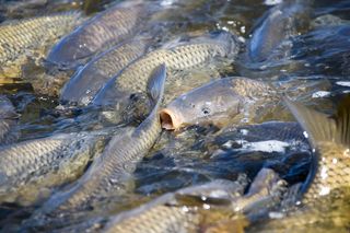 A combination of control methods could be used to tackle carp.