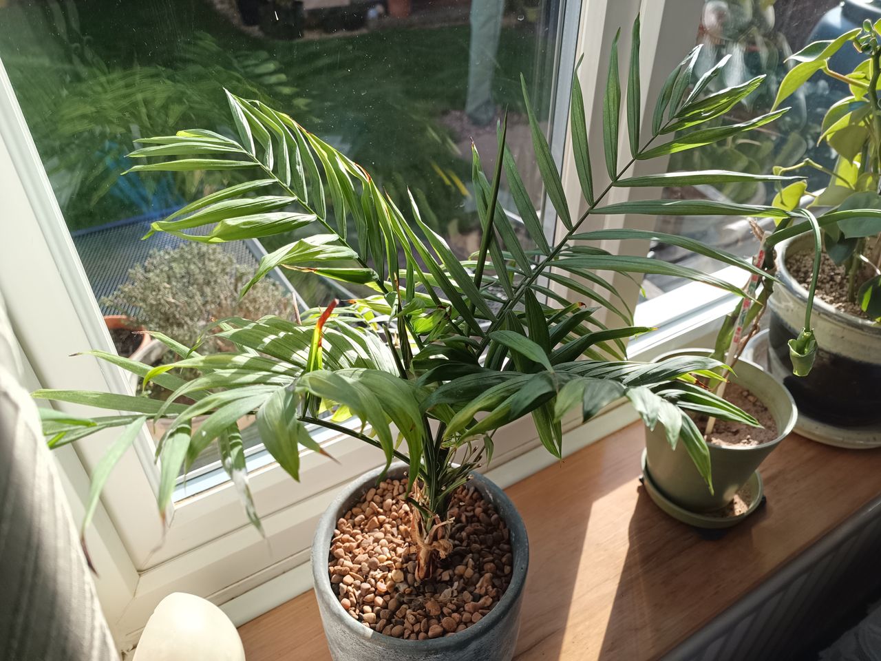 Pictures taken with the Doogee V Max
