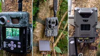 A collage of three trail cameras mounted to a woodland tree
