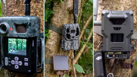 A collage of three trail cameras mounted to a woodland tree
