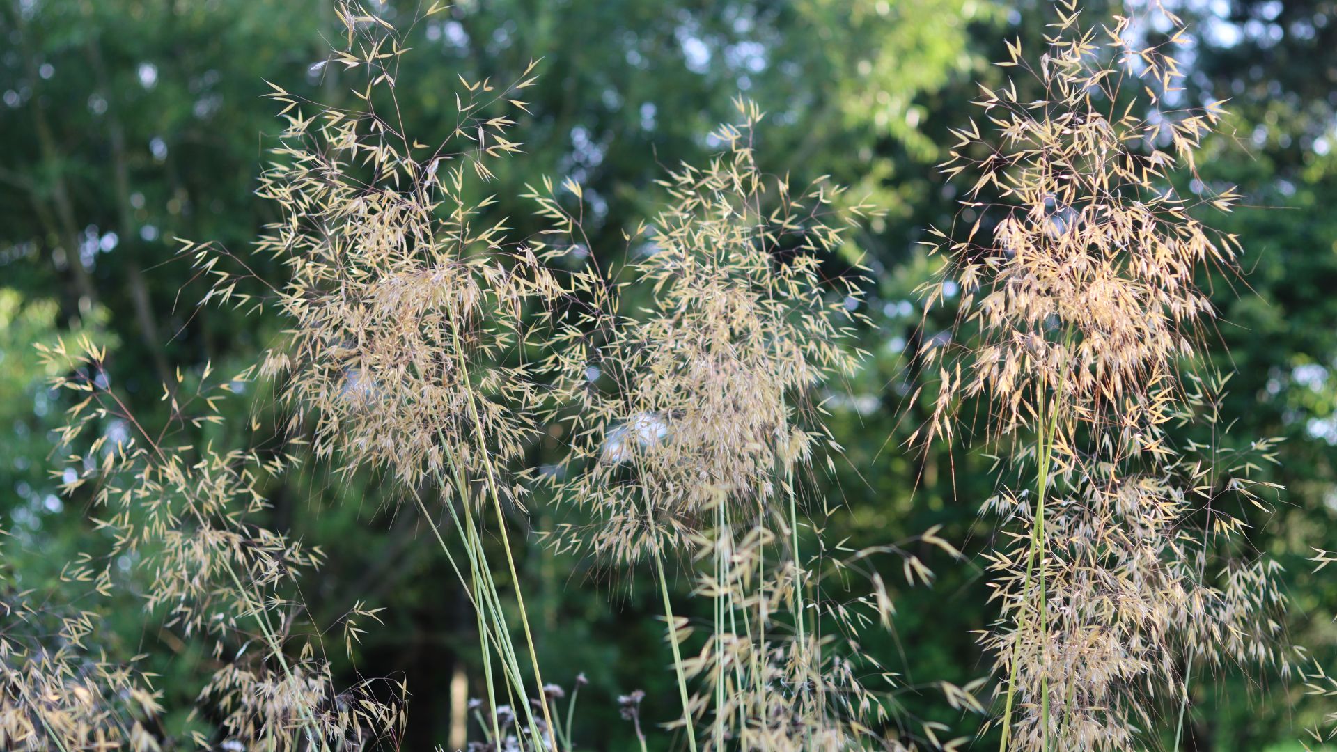 golden oats grass