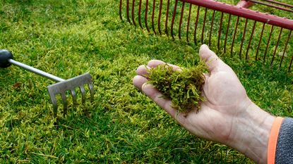 person removing moss from a lawn