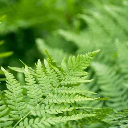 Lush green fern fronds