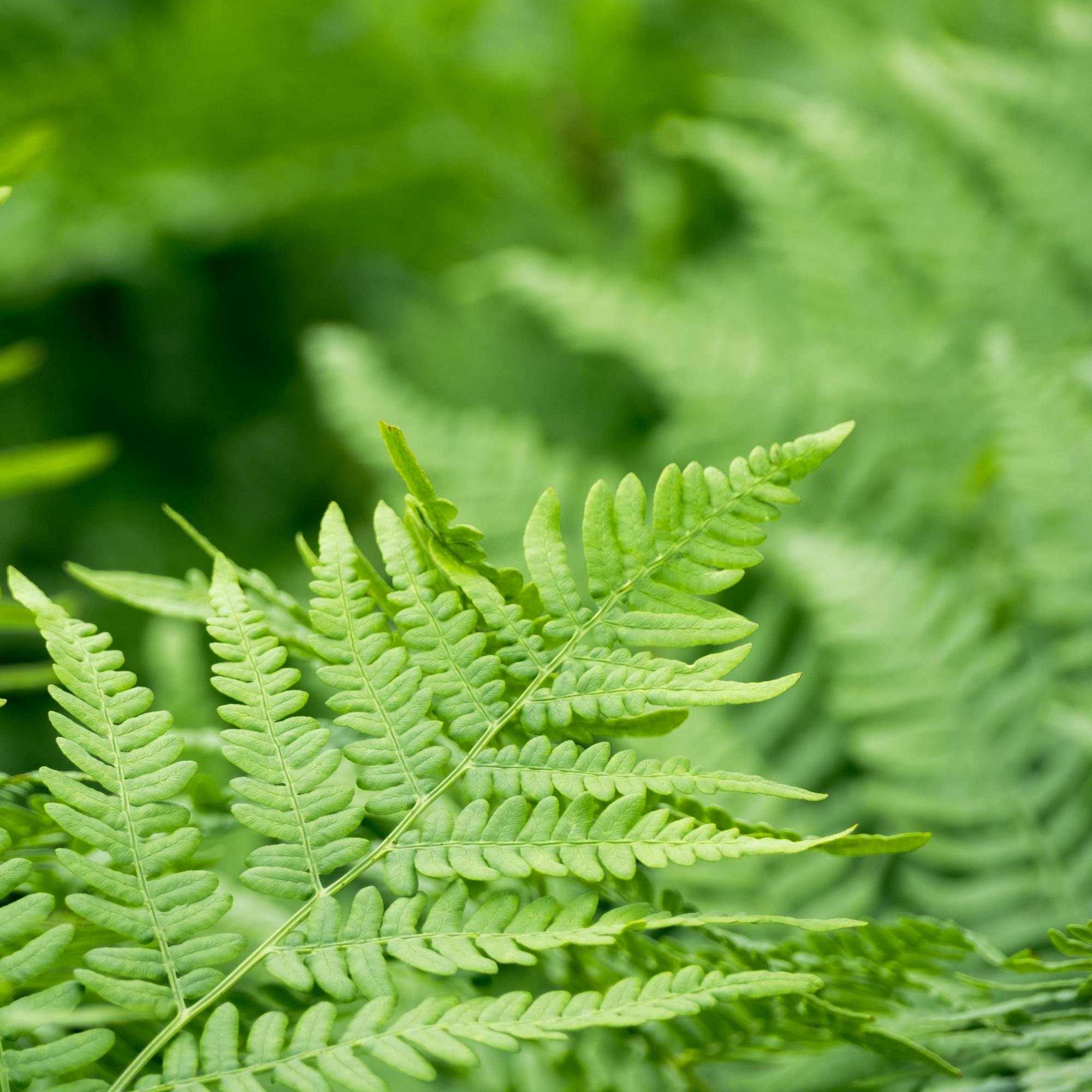 Lush green fern fronds