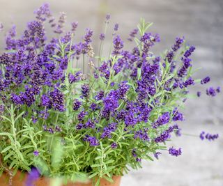 Lavender plant growing in a clay pot