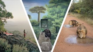 Three images; a massai scanning the terrain from a high rock; a chimpanzee in a zoo with painted wall background; two lions lapping from puddles