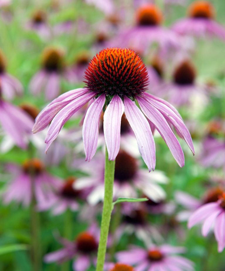 Best plants for butterflies 16 nectarrich options Gardeningetc