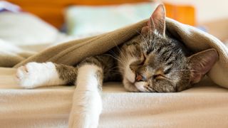 Cat in bed under the covers