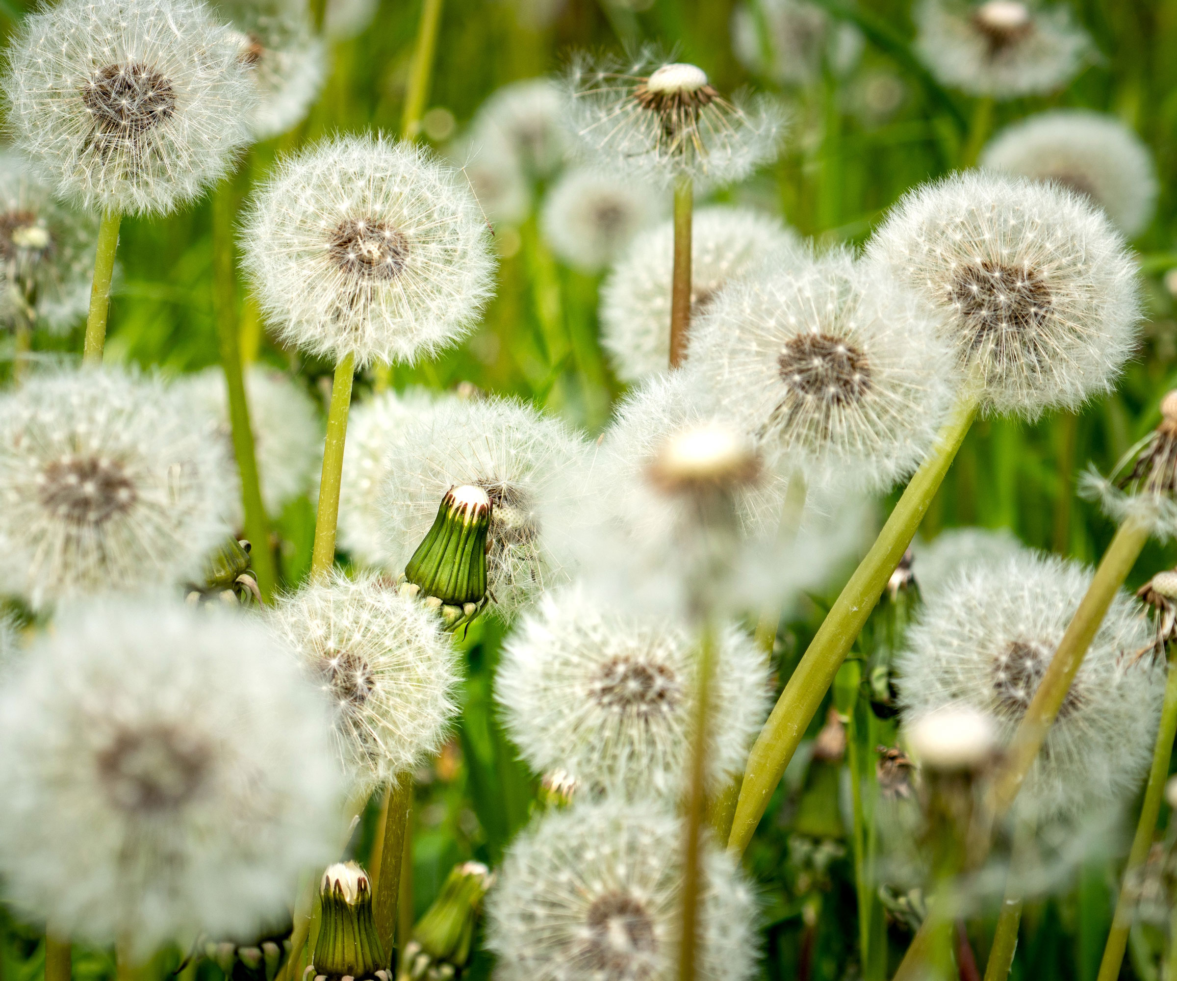white dandelion seed heads in garden