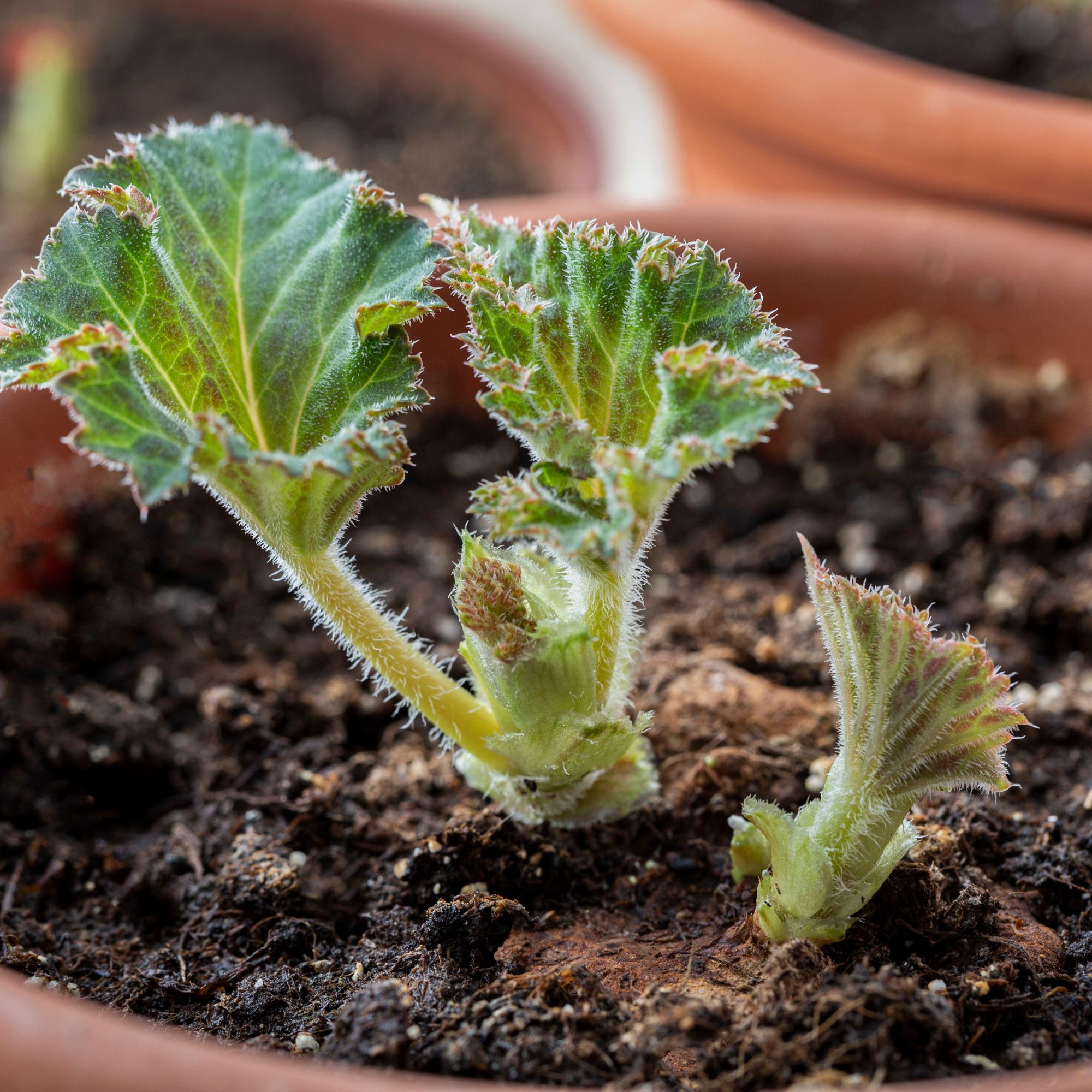begonia tubers sprouting