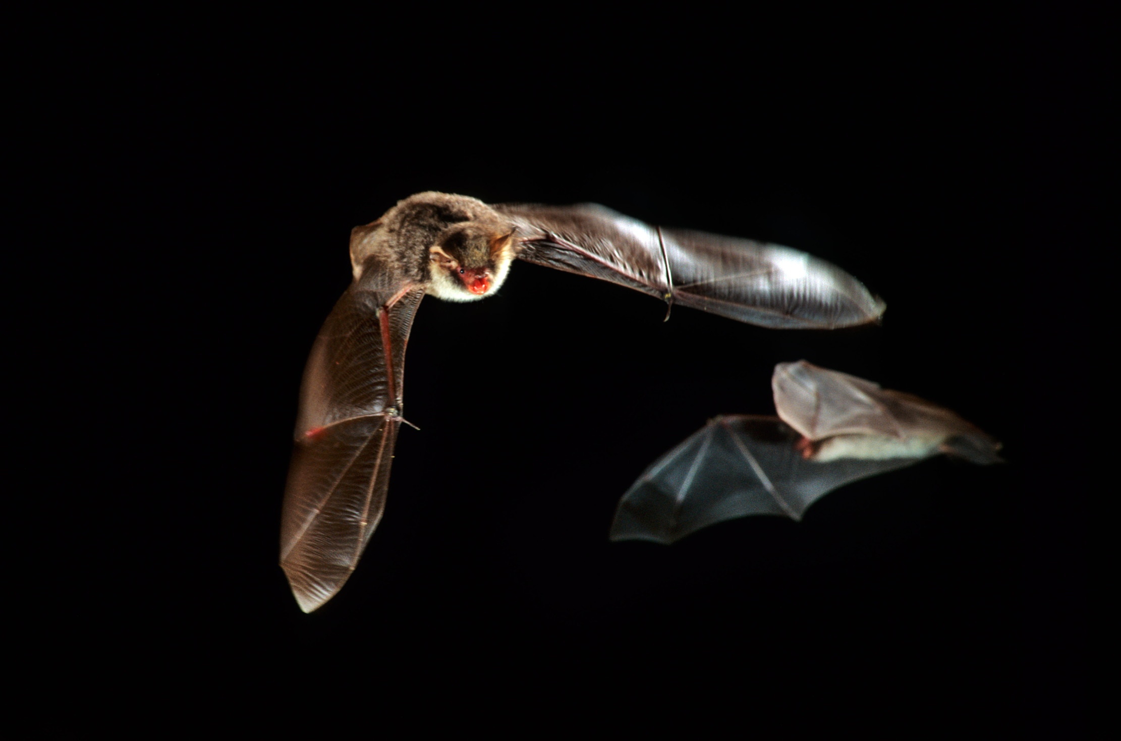 Natterer's bats flying about
