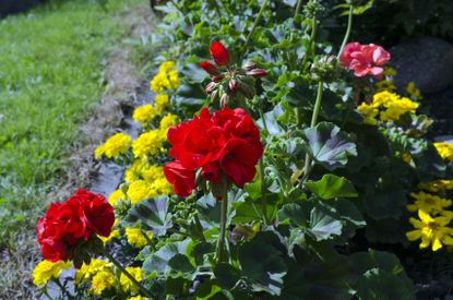 Geraniums In Garden With Colorful Flowers