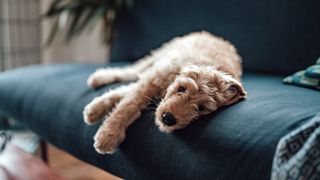 Dog losing weight: Dog lying on the couch