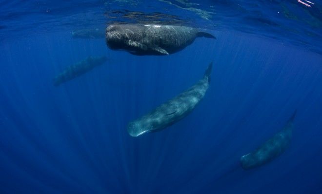 Why whales can hold their breath for a long time — and you can't