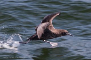 A sooty shearwater (Puffinus griseus) takes off from the ocean’s surface in Morro Bay, California.