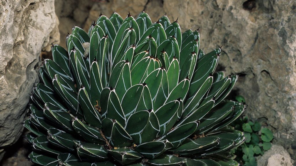 Agave victoriae-reginae