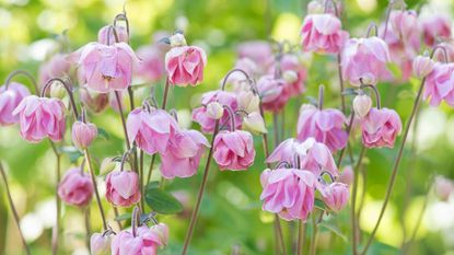 pink columbine flowers