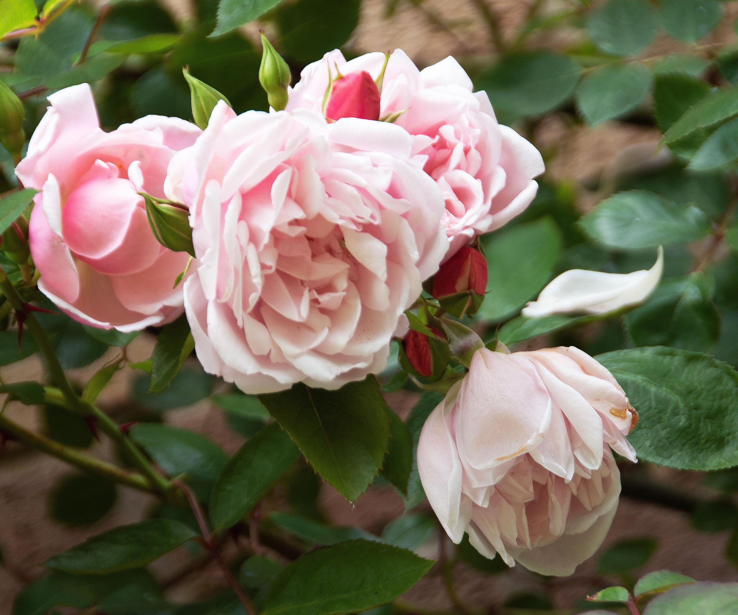 Rosa New Dawn, climbing rose