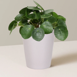 Pilea Peperomioides