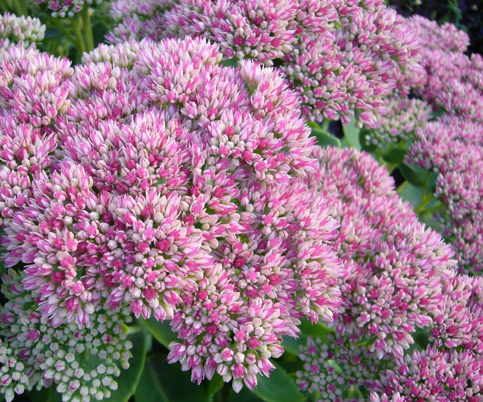 Best plants for a butterfly garden 16 pollinator picks Homes & Gardens