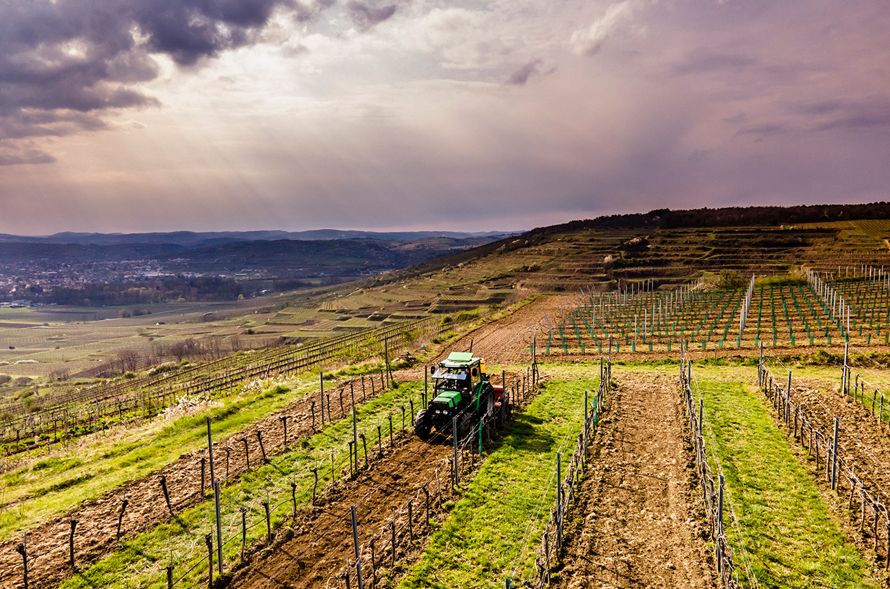 Austria_cultivation_winter_Robert-Herbst_winzerjahr_2021_7657e660-2052-4ee6-a005-9fc32412973a.jpg