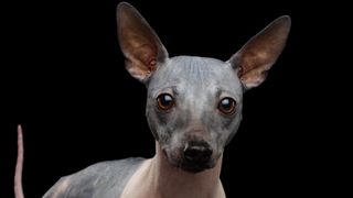 American hairless terrier headshot