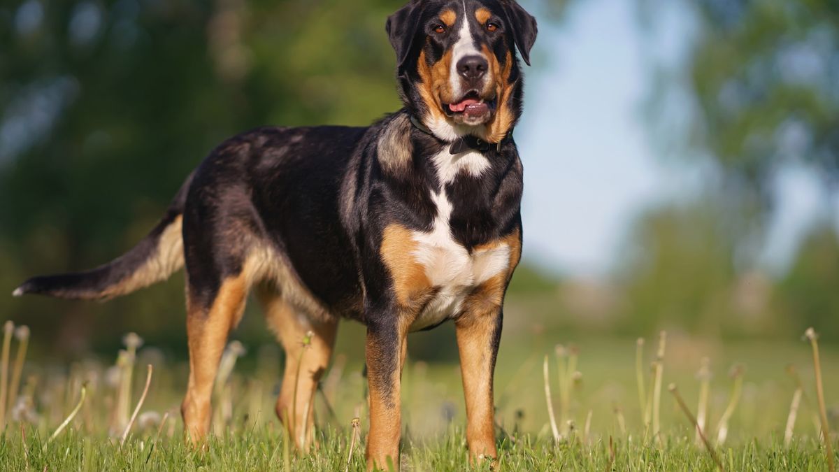 32 things to know about Greater Swiss Mountain dogs | PetsRadar