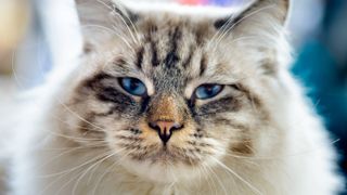 Largest cat breeds: Close up of Ragamuffin cat looking into the camera