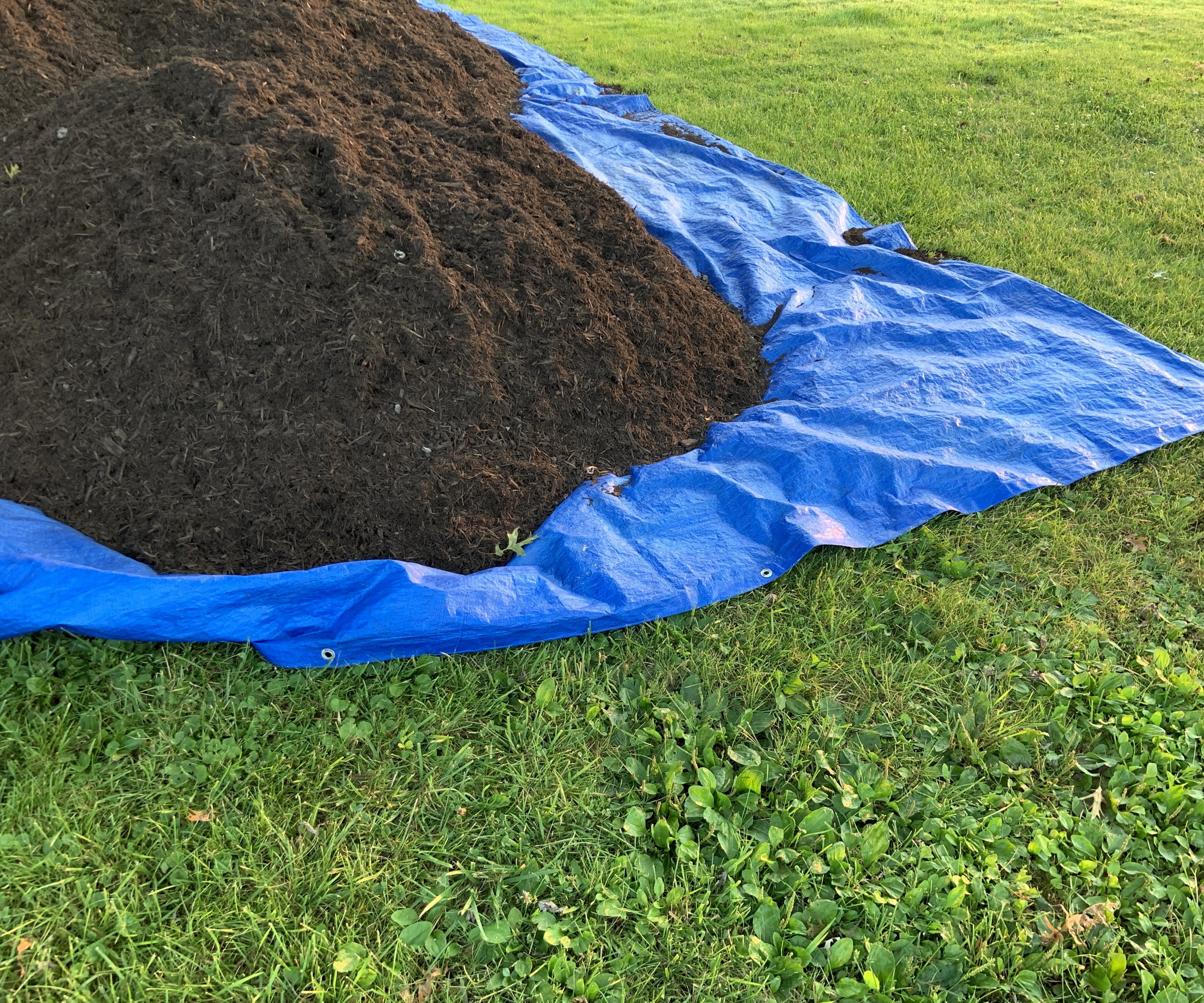 A blue tarp with compost piled on top to protect a lawn underneath