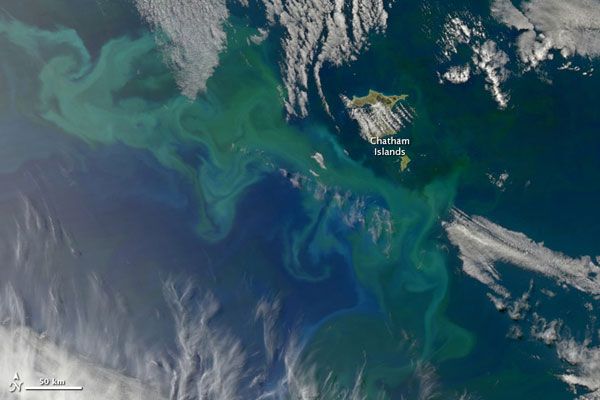 nz-phytoplankton-nasa-101221-02