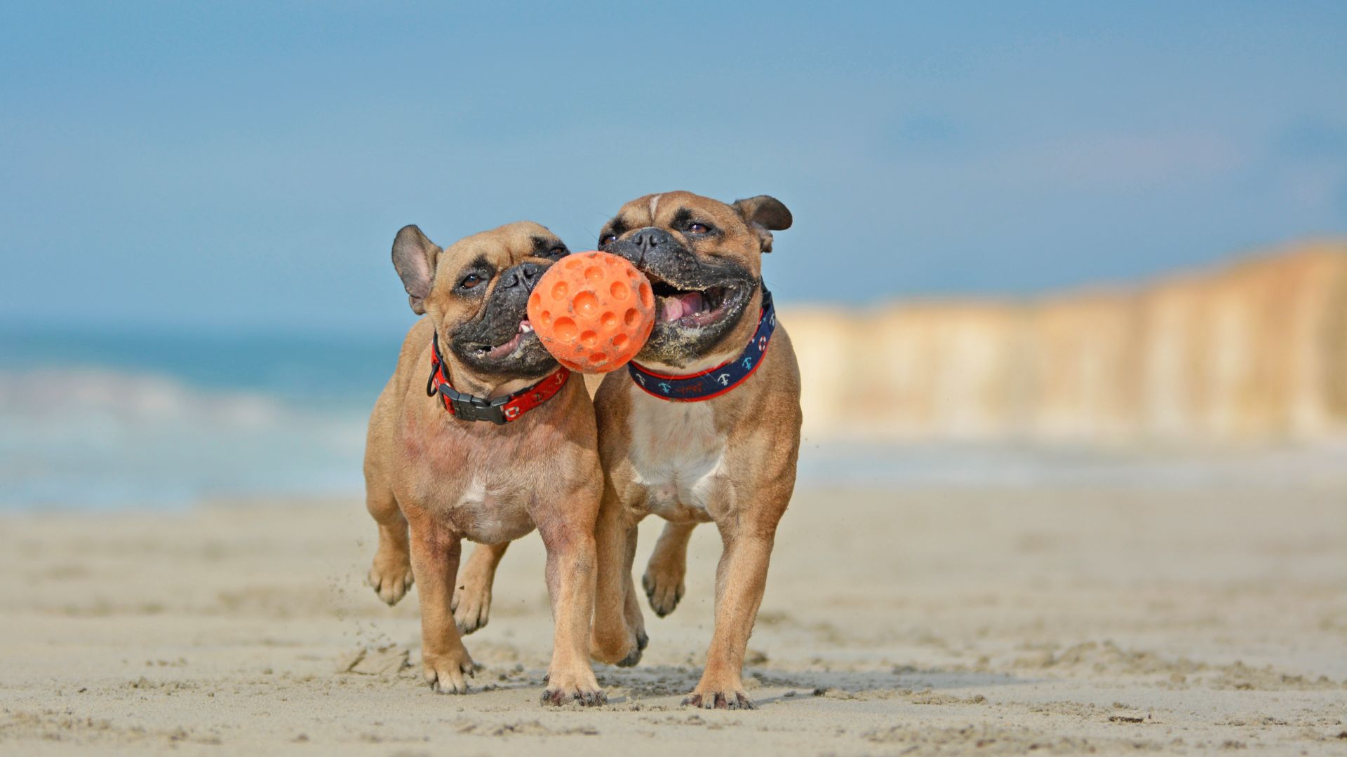 two french bulldogs chasing an orange ball on the beach