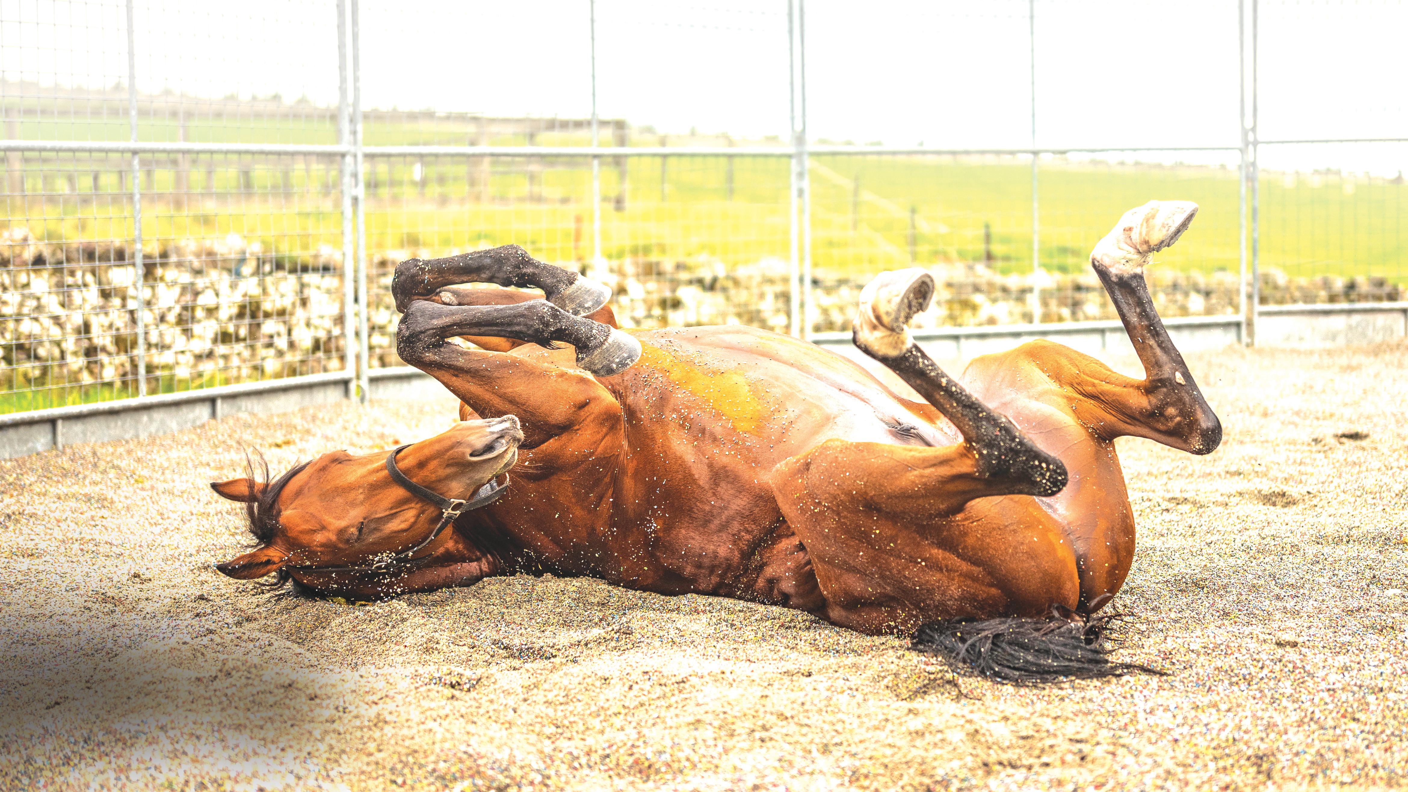 PR772D Camptown, Jedburgh, Scottish Borders, UK. 21st September 2018. A young racehorse relaxes in a sand pit after a home workout.