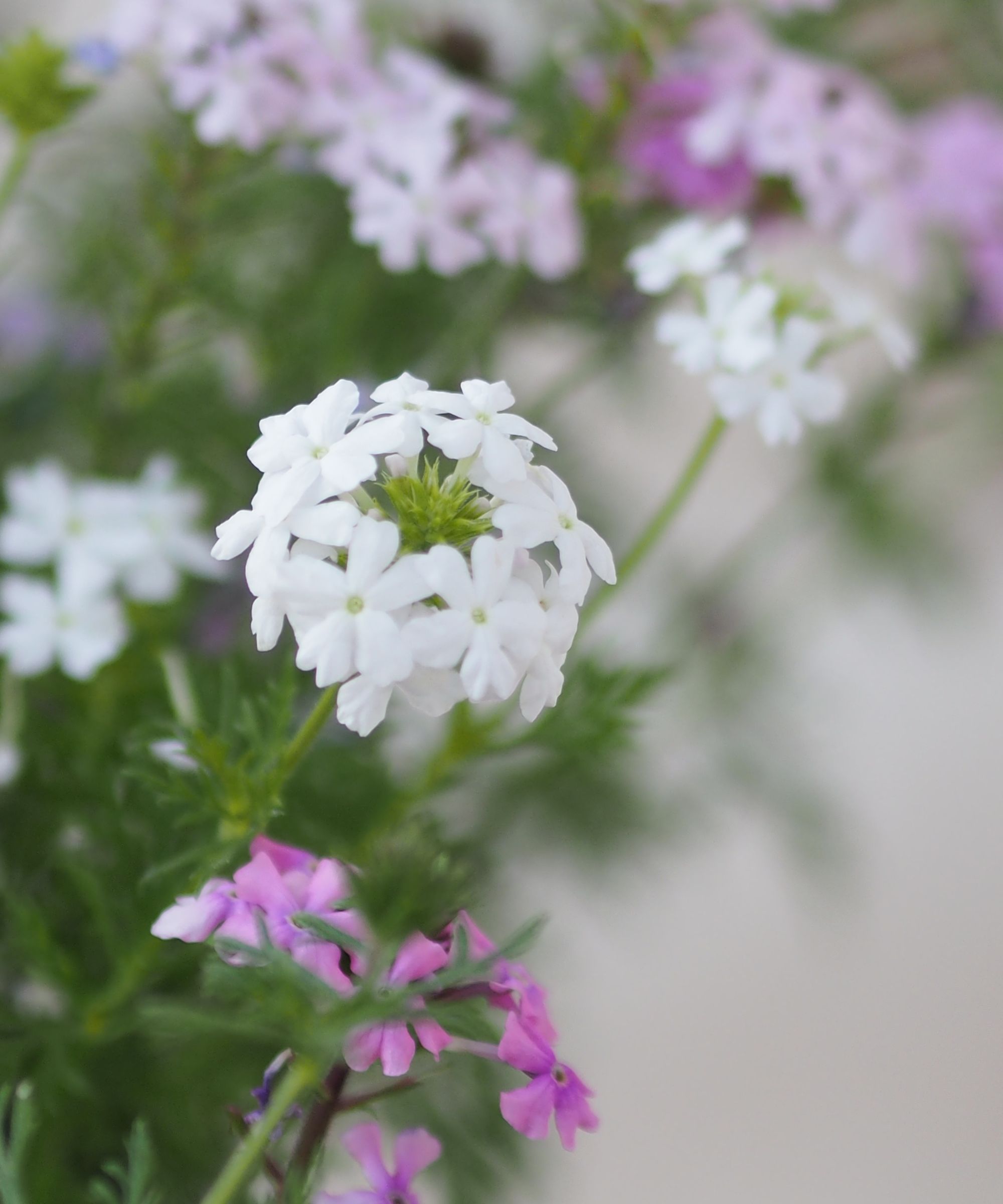 White and purple verbena