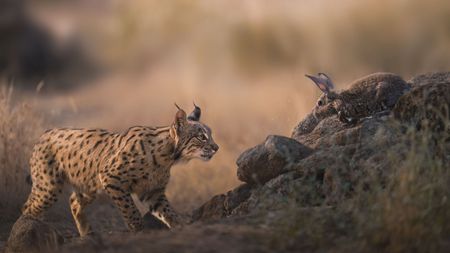 Photos of rare Iberian Lynx by wildlife photographer Alexandra Surkova &ndash; lynx stalks a rabbit