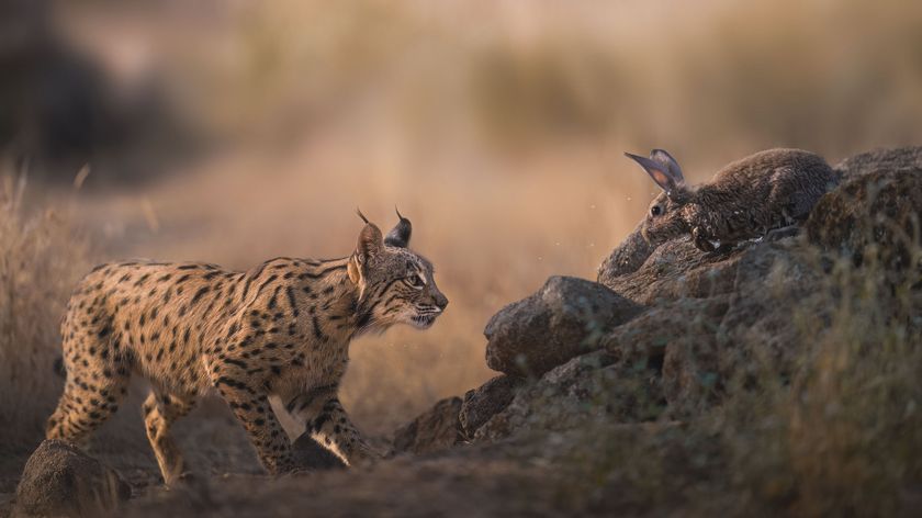 Photos of rare Iberian Lynx by wildlife photographer Alexandra Surkova &ndash; lynx stalks a rabbit
