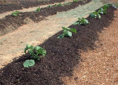 Plants Planted In Biosolids