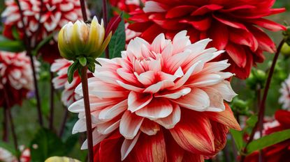 Dahlias