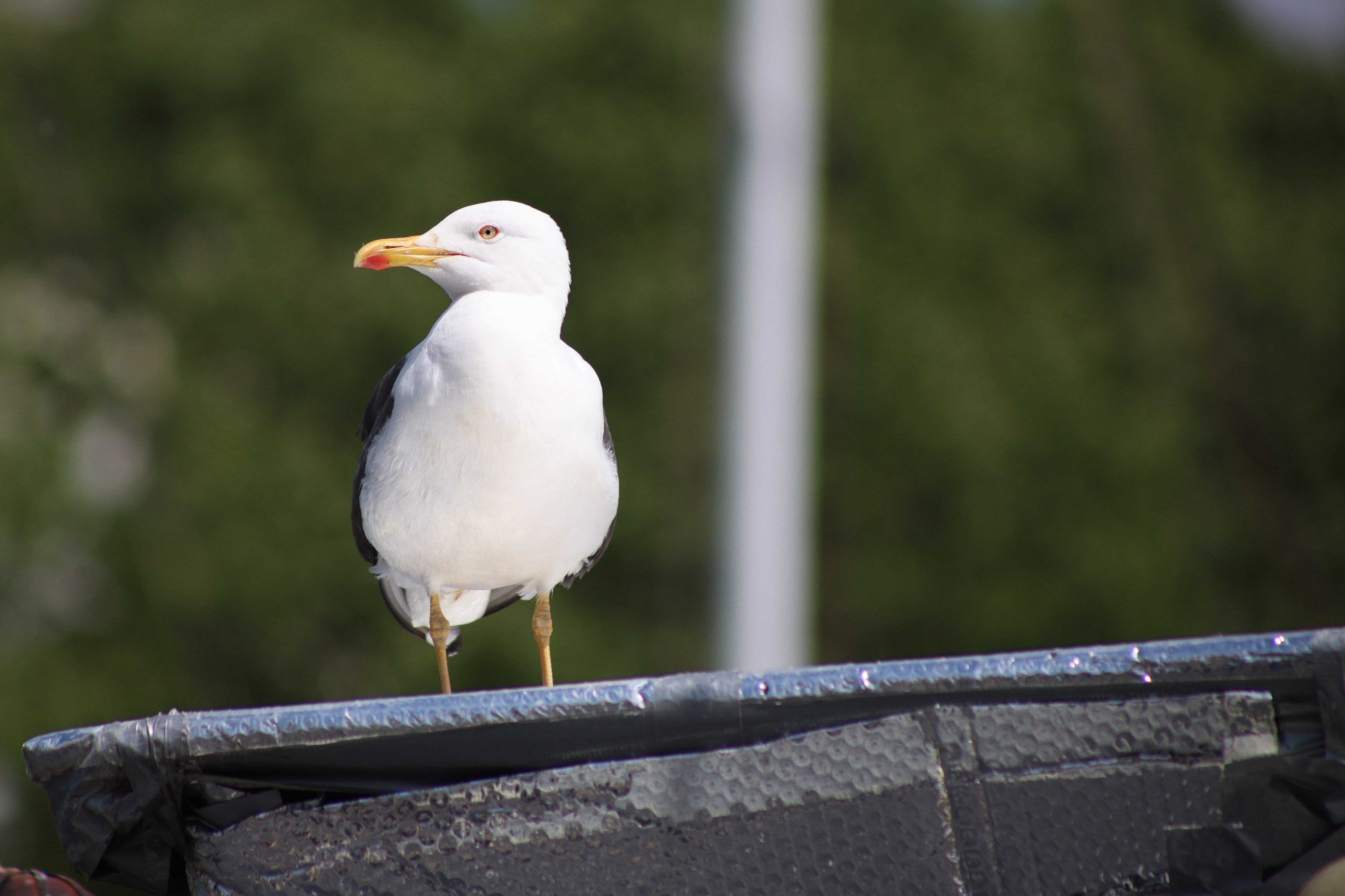 Canon RF 75-300mm f/4-5.6 example shot