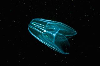 First Animal? Jellyfish May Take the Prize | Live Science