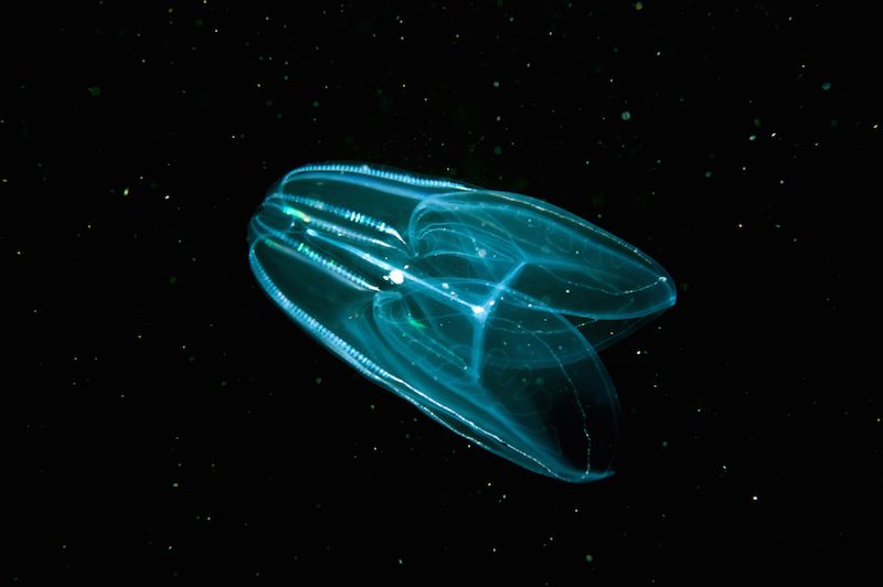 comb jellyfish