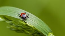 Tick insect on a green leaf