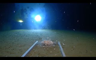 A robotic lander photographs anthropods and the submersible in the Mariana Trench.